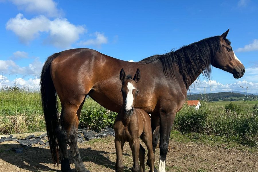 Equus New Life Centro de reproducción caballos cantabria12